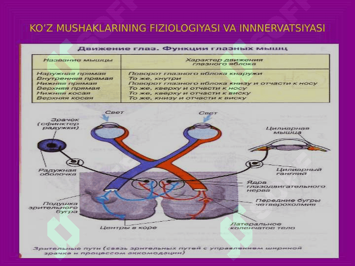 ANALIZATORLARNING FIZIOLOGIYASI 6