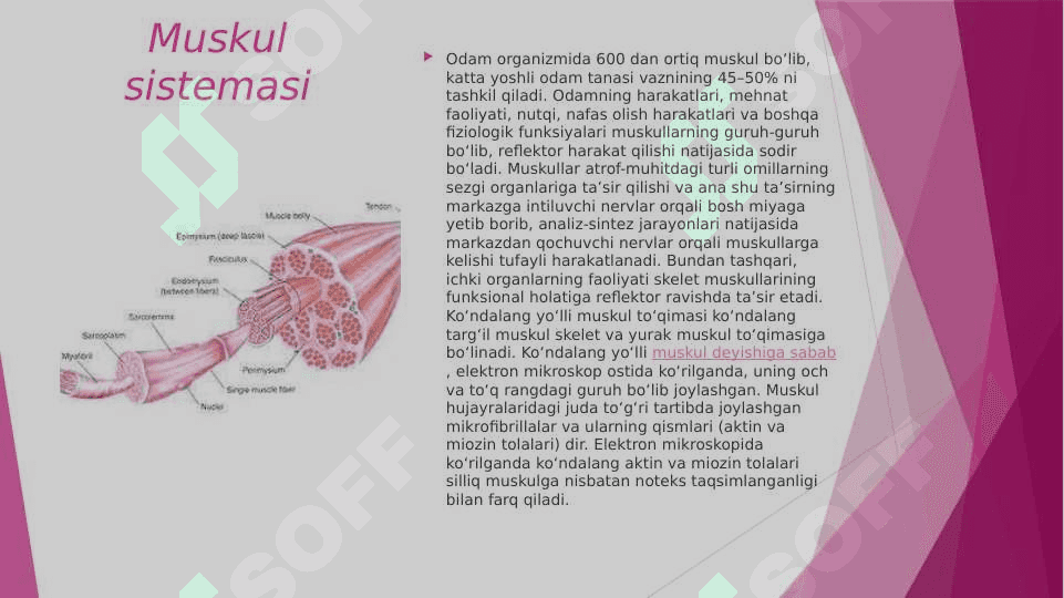 MUSKULLAR FAOLIYATI VA BOLANING JISMONIY IMKONIYATLARI 2