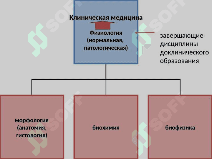 Введение в физиологию. Физиология клетки 2