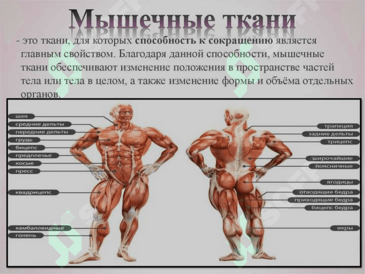Физиология мышечной ткани 6