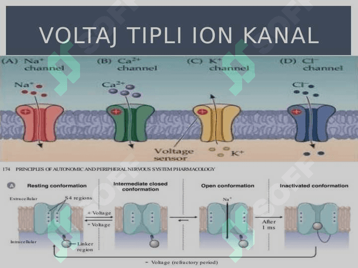 Harakat potensiali 6