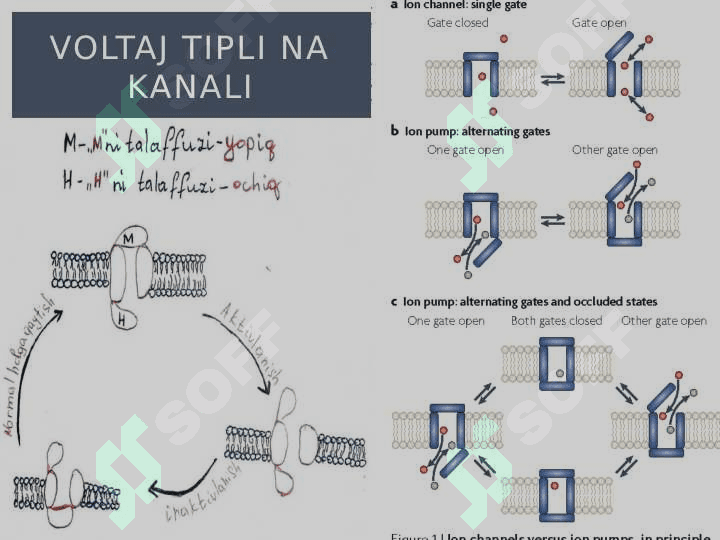 Harakat potensiali 7