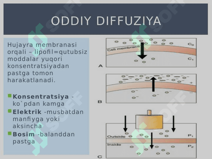 Hujayra membranasi bo`ylab moddalar transporti 6