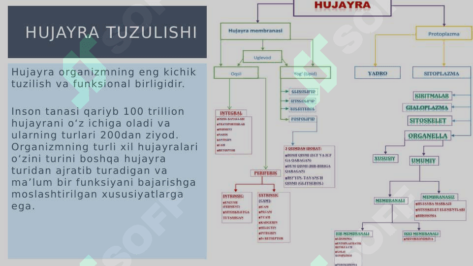 Umumiy fizologiya 6