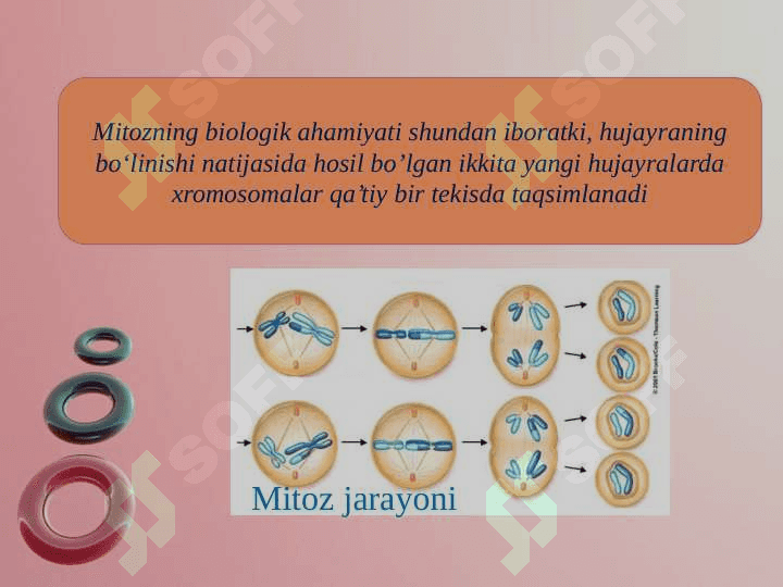 O'simliklarda  mitoz va meyoz jarayonlari 3