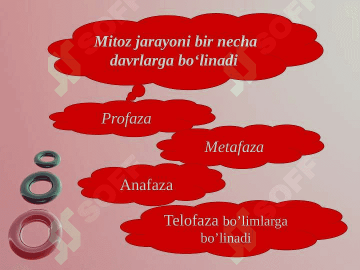 O'simliklarda  mitoz va meyoz jarayonlari 4