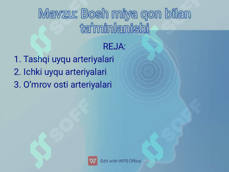Bosh miya qon bilan taʼminlanishi 2