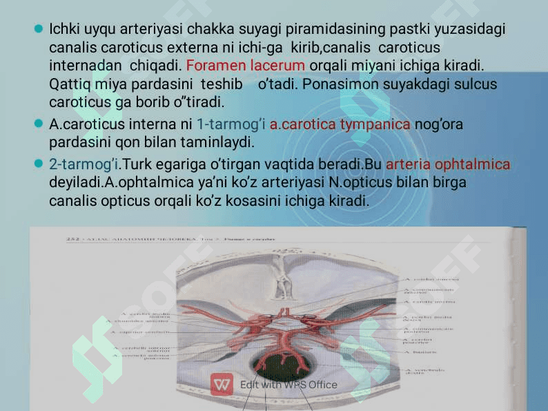 Bosh miya qon bilan taʼminlanishi 8