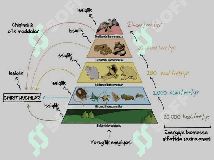 Hayvonlar òrtasidagi trofik aloqalar 2