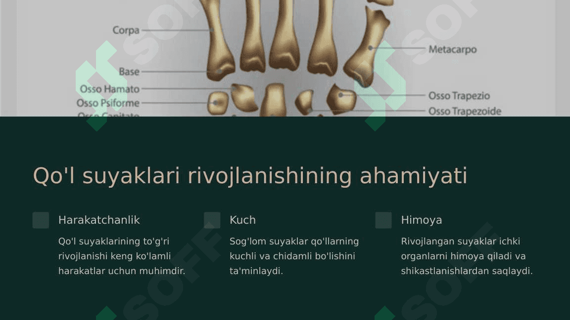 Qo'l suyaklarining rivojlanishiga ichki va tashqi faktorlarning ta'siri 3