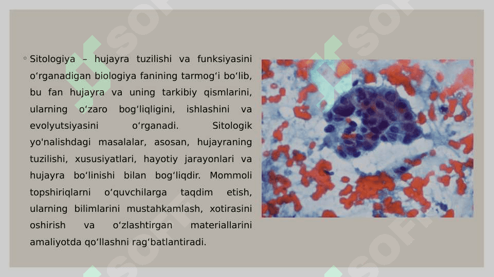 Sitologik yo'nalishdagi masalalarni mohiyati 2