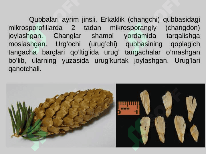 QARAG’AYNAMOLAR (PINALES) QABILASI 3