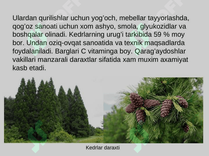 QARAG’AYNAMOLAR (PINALES) QABILASI 4