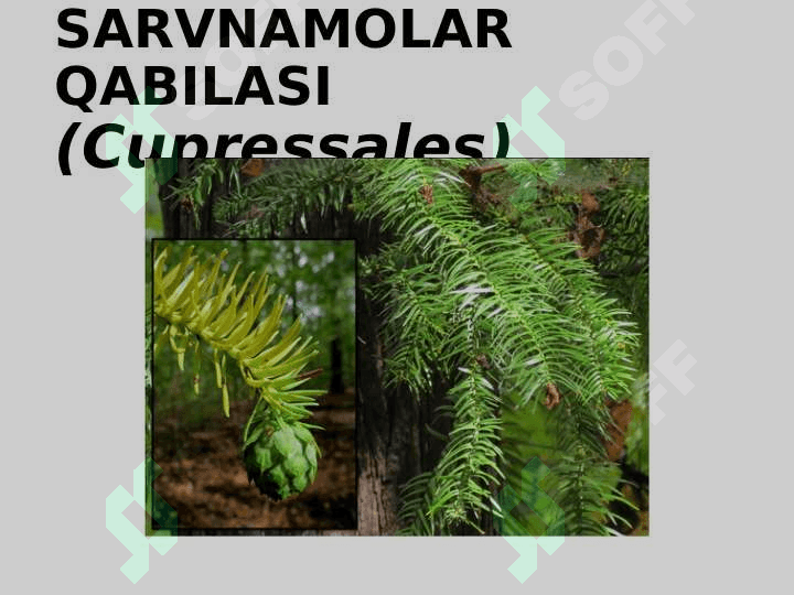 QARAG’AYNAMOLAR (PINALES) QABILASI 6