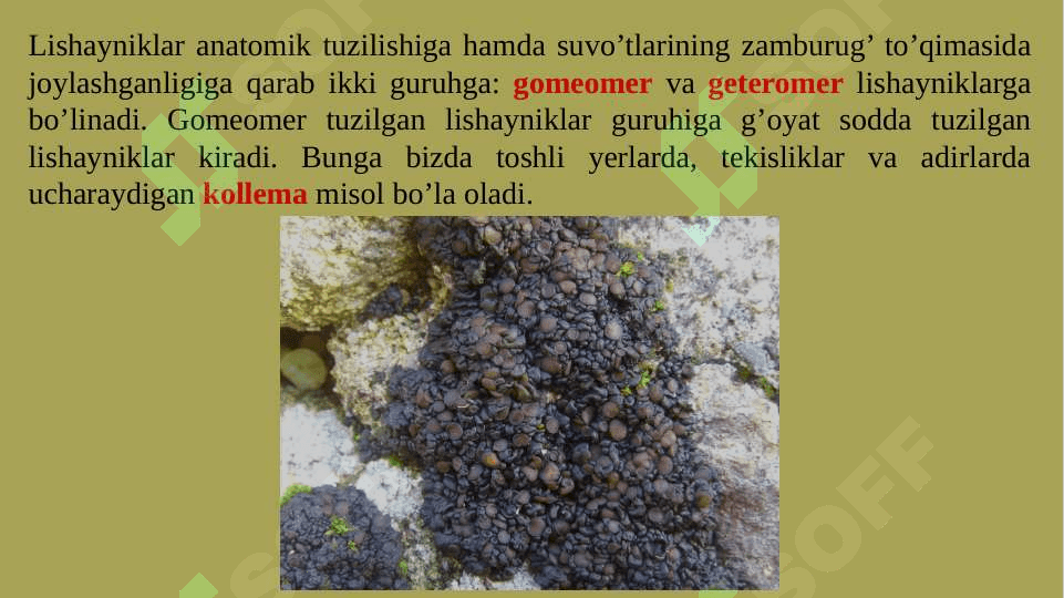 LISHAYNIKLAR BO’LIMI 8