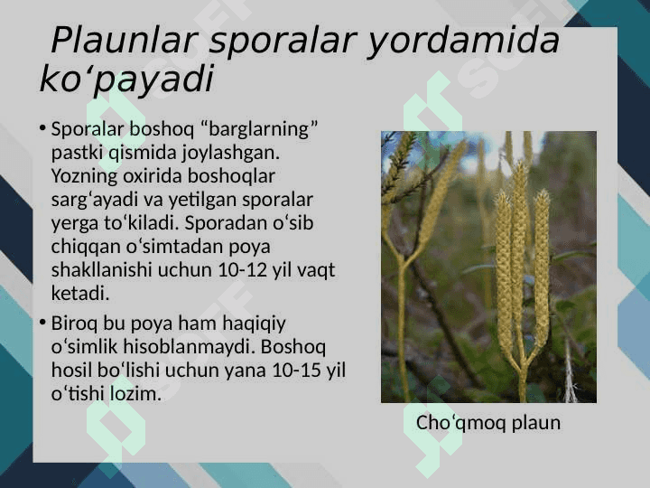 Plaunlar 4
