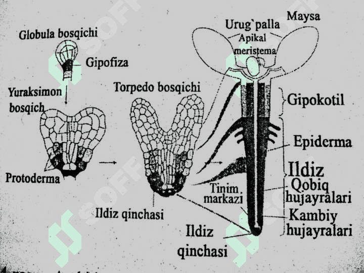 O’SIMLIKLARNING O’SISH VA RIVOJLANISH FIZIOLOGIYASI 6