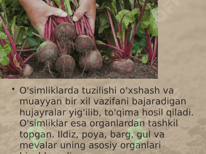O'SIMLIK - YAXLIT ORGANIZM 3