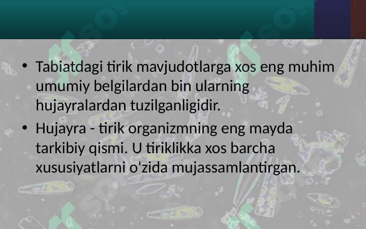 O'SIMLIK HUJAYRASINING TUZILISHI 2
