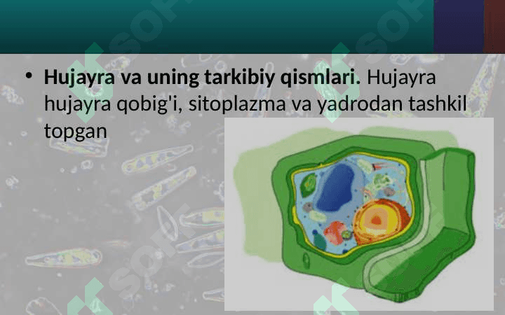 O'SIMLIK HUJAYRASINING TUZILISHI 8