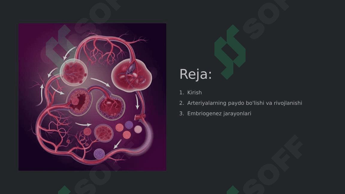 O'mrov osti, qo'ltiq, yelka-bilak sohasi arteriyalari taraqqiyoti 2