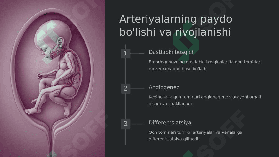 O'mrov osti, qo'ltiq, yelka-bilak sohasi arteriyalari taraqqiyoti 4