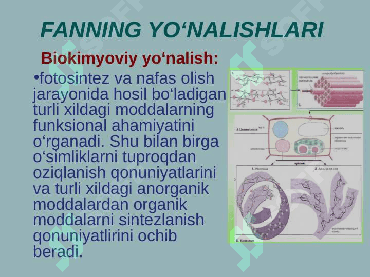 O‘simliklar fiziologiyasi faniga kirish 6