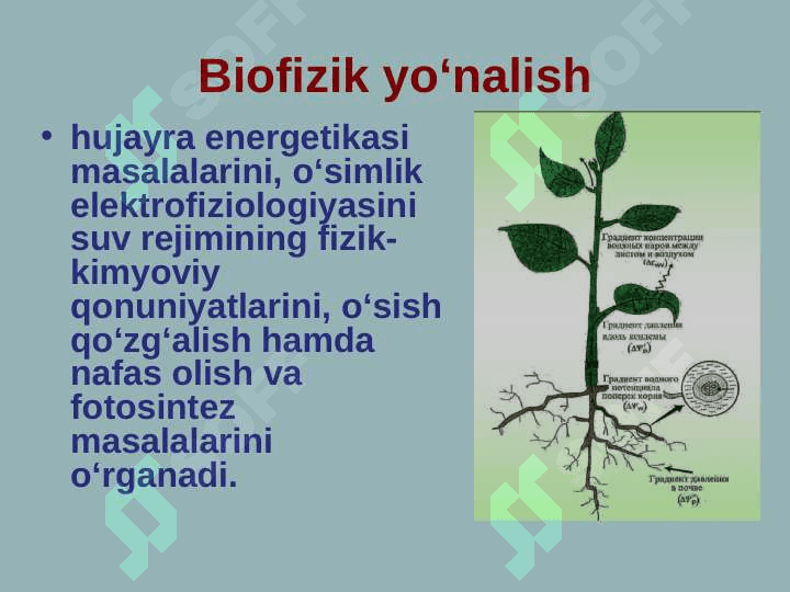 O‘simliklar fiziologiyasi faniga kirish 7