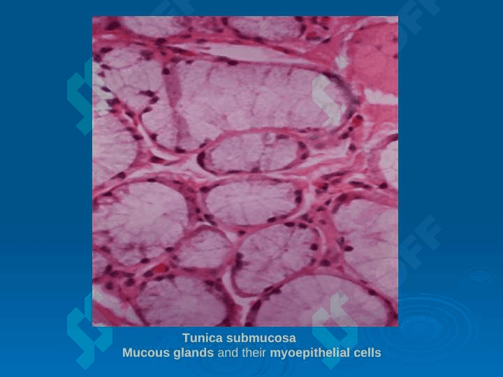 HISTOLOGY OF THE DIGESTIVE SYSTEM 7