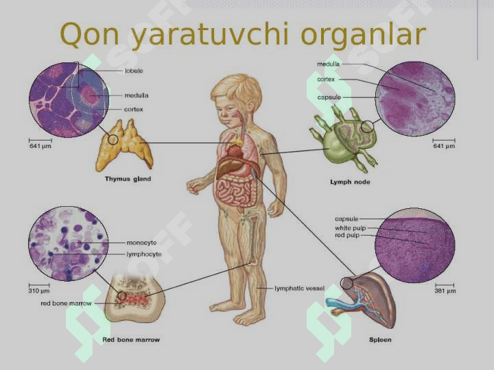 Qon. Qon yaratuvchi organlar 3