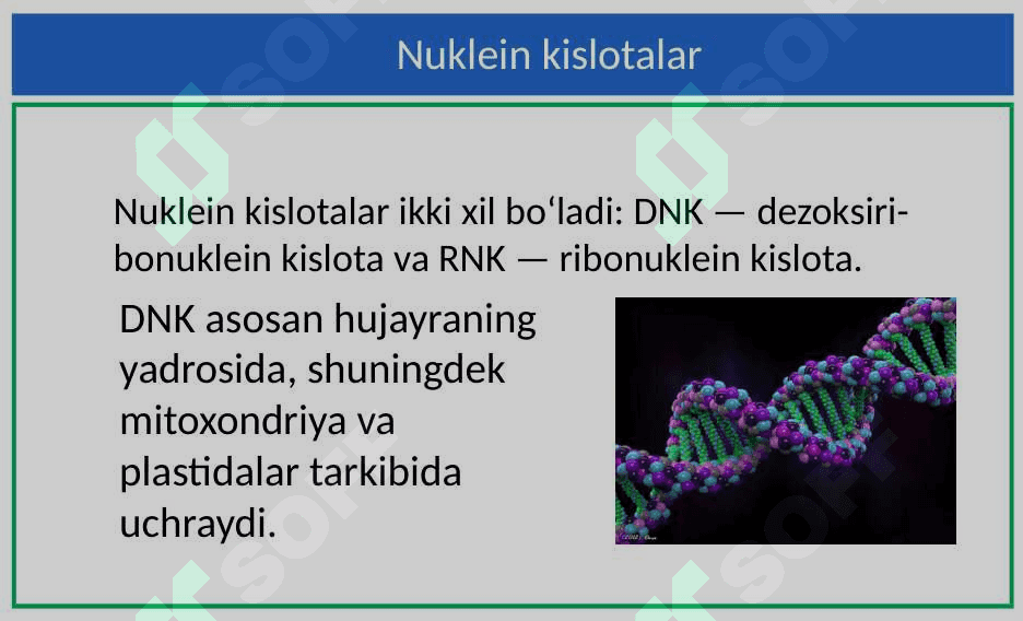 Nuklein kislotalar. Nukleotidlar. DNK 3