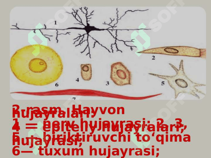Hayvon organizmining tuzilishi, hayvonlarni klassifikatsiya  qilish. 8