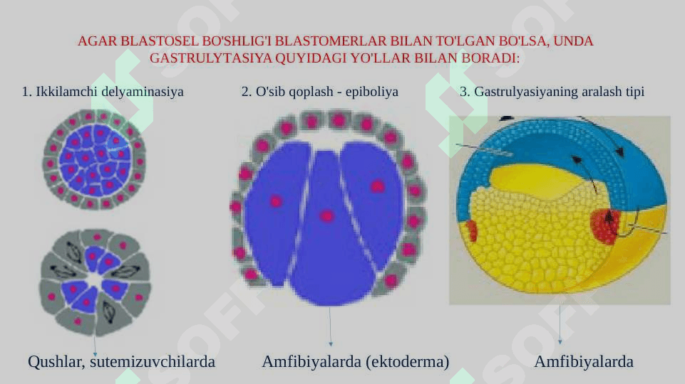 GASTRULYATSIYA. ORGANOGENEZ 4