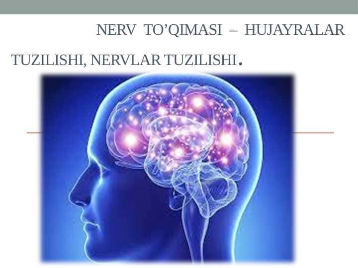 Nerv to’qimasi - hujayralar tuzilishi, nervlar tuzilishi