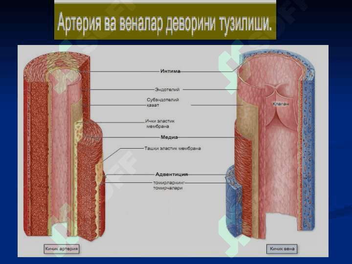 ЮРАК ҚОН-ТОМИРЛАР СИСТЕМАСИ 3