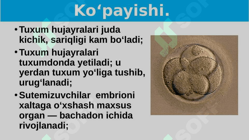 Sutemizuvchilarning ko‘payishi, rivojlanishi va kelib chiqishi 3