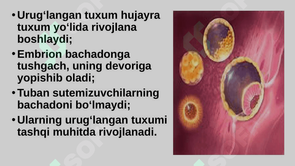 Sutemizuvchilarning ko‘payishi, rivojlanishi va kelib chiqishi 4