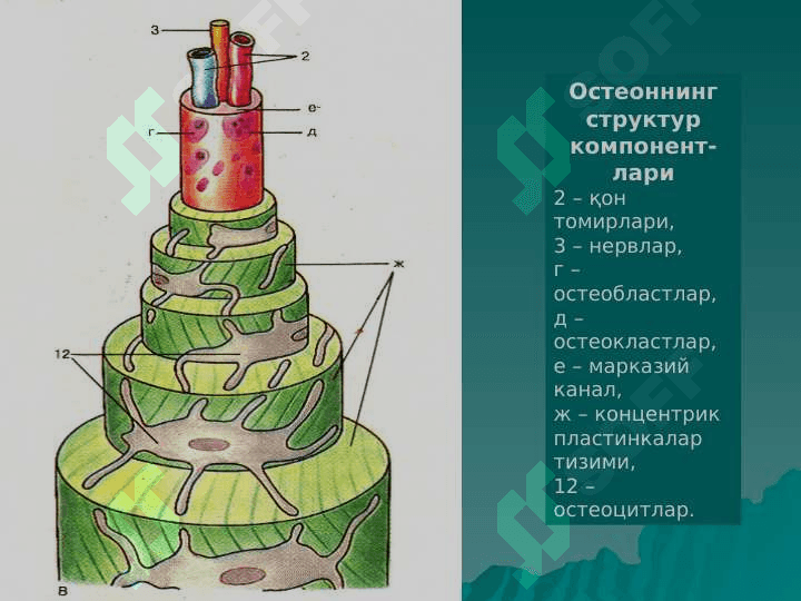 СУЯК ТЎҚИМА 5