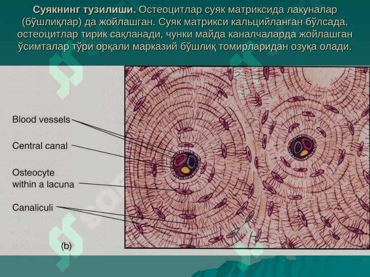 СУЯК ТЎҚИМА 6