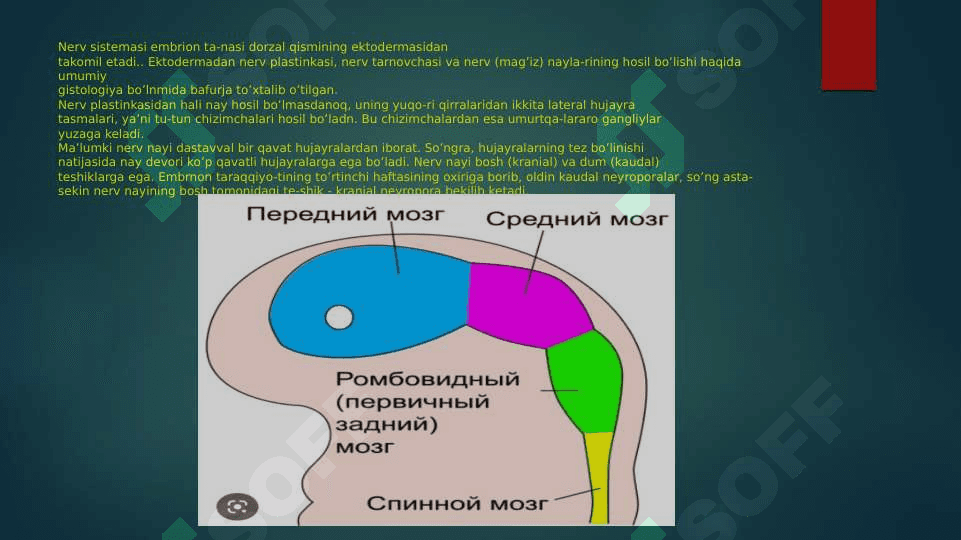 Nerv sistemasi 3