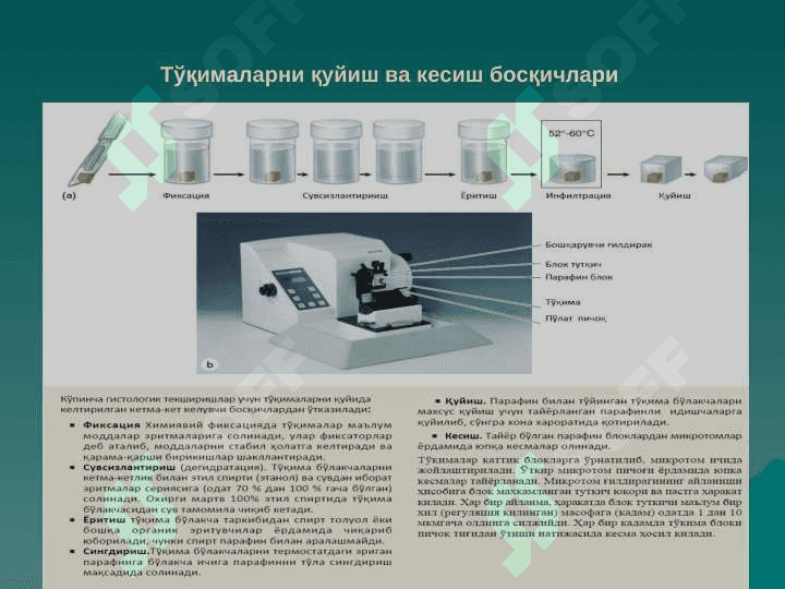 ЦИТОЛОГИЯ 2