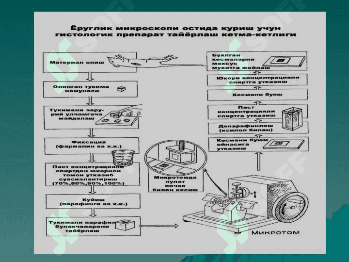 ЦИТОЛОГИЯ 3