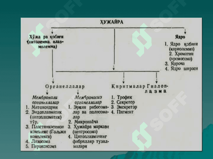 ЦИТОЛОГИЯ 4