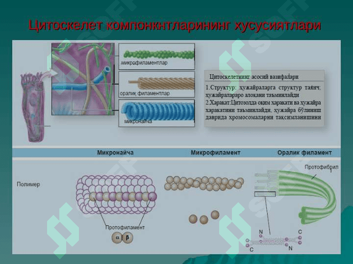 ЦИТОЛОГИЯ 7