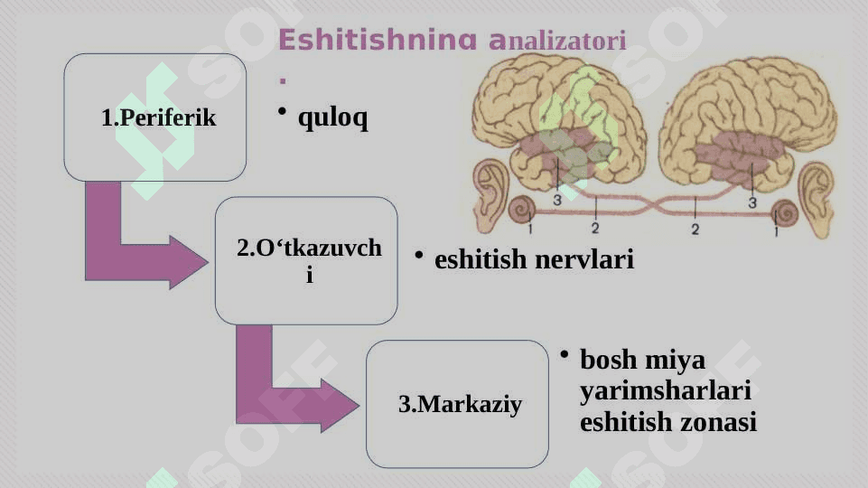 Eshitish organlarining tuzilishi, eshitish gigiyenasi 3