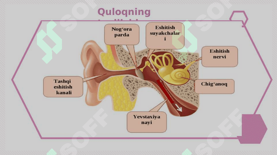 Eshitish organlarining tuzilishi, eshitish gigiyenasi 4