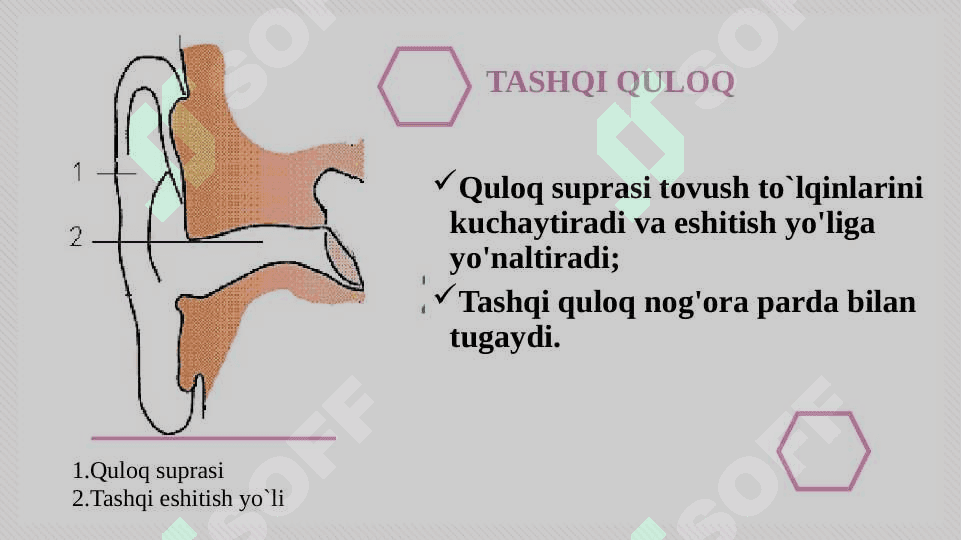 Eshitish organlarining tuzilishi, eshitish gigiyenasi 5