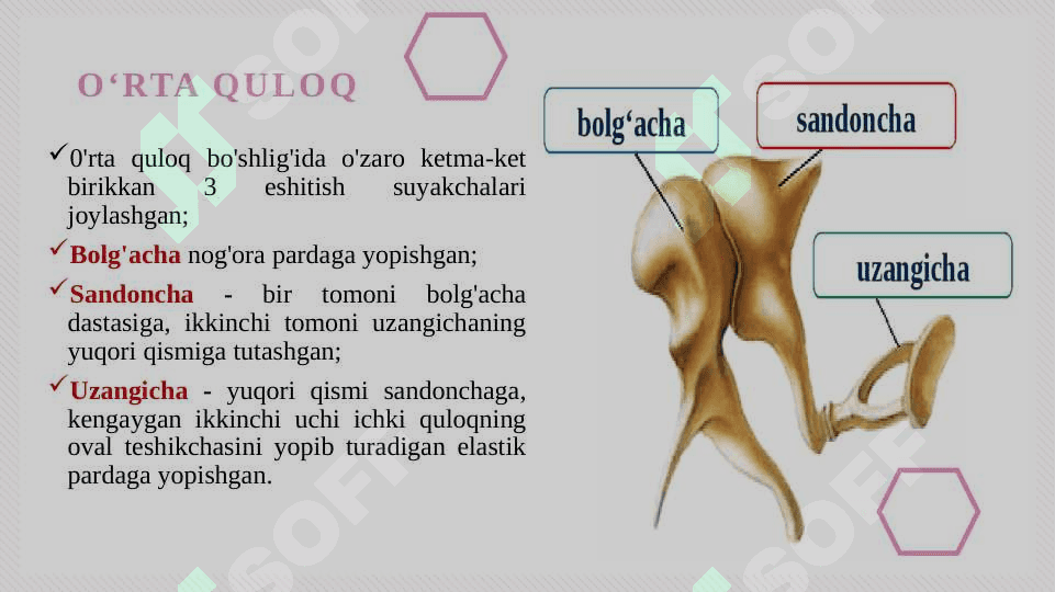 Eshitish organlarining tuzilishi, eshitish gigiyenasi 6