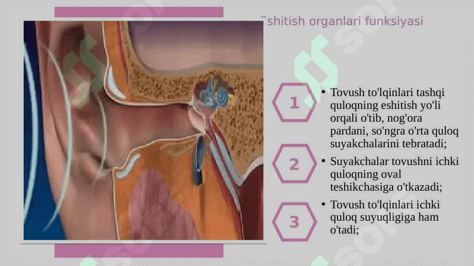 Eshitish organlarining tuzilishi, eshitish gigiyenasi 8