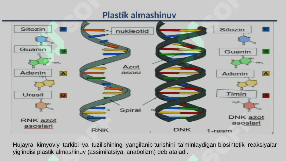 Plastik almashinuv Oqsil biosintezi 2